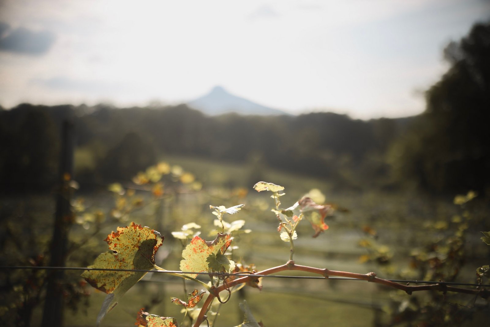 Close-up of grapevine leaves with Pilot Mountain silhouette in the background at Pilot Mountain Vineyards